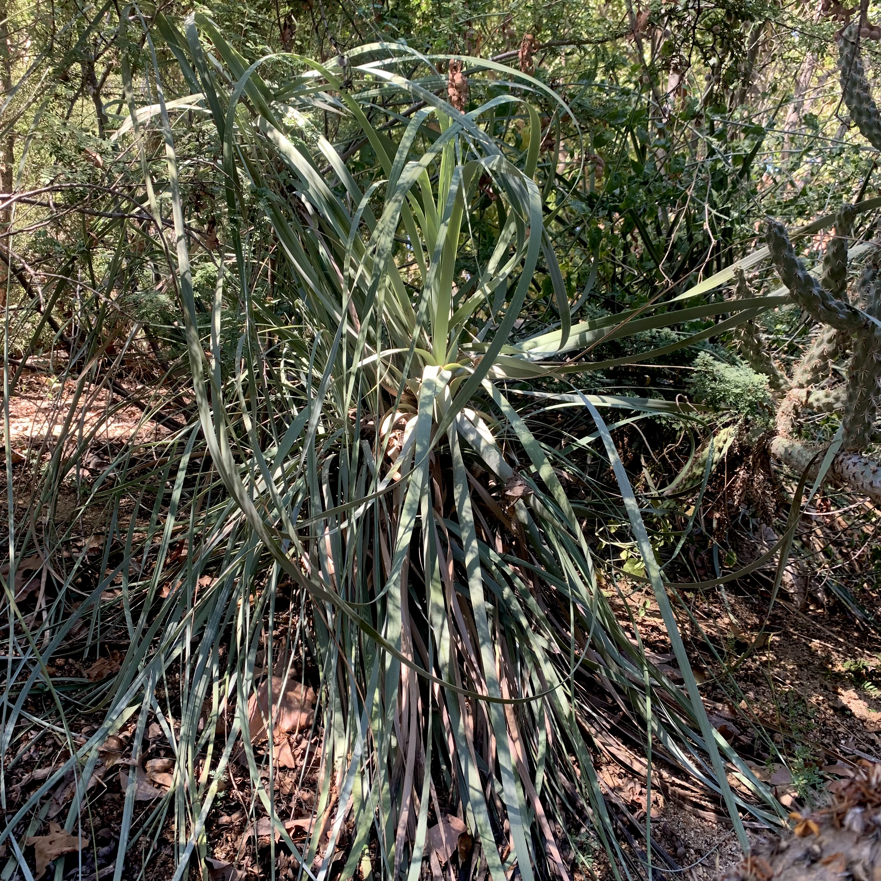 Beargrass